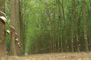 HAGL Agrico dự kiến có vốn điều lệ 5.200 tỷ đồng