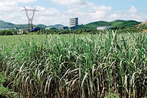 LSS đặt mục tiêu 120 tỷ đồng lợi nhuận