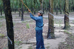 TRC sẽ góp thêm 368 tỷ đồng vào công ty con tại Campuchia