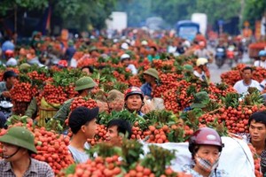 Xuất khẩu vải thiều sang Mỹ và Australia, cơ hội đang đóng lại