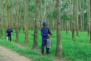 Quý I/2015, nhiều DN cao su tiếp tục ghi nhận sự sụt giảm mạnh về lợi nhuận