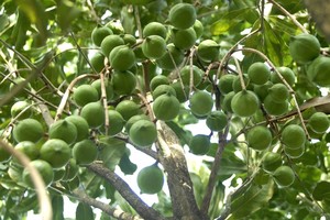 Chuyên gia Úc cho rằng, Việt Nam cần tránh lặp lại sai lầm của Trung Quốc khi trồng mắc ca, đặc biệt cần kiểm soát chặt việc chọn giống cây này