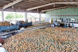 Số DN có kho tàng, cơ sở chế biến nông sản vẫn còn quá ít