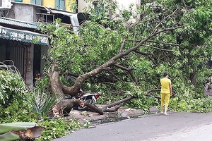 Với hơn 1.300 cây xanh bị đổ, các DN bảo hiểm mong muốn cây xanh sớm được mua bảo hiểm