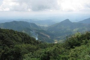 Hiện Innovgreen là doanh nghiệp thuê đất trồng rừng nhiều nhất ở Việt Nam (ảnh minh họa từ internet)