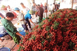 Xuất khẩu nông sản có dấu hiệu hồi phục