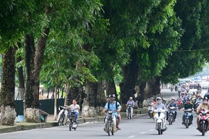 Phố Kim Mã sẽ có nhiều cây xanh bị chặt hạ để phục vụ xây dựng tuyến Metro số 3 đoạn Nhổn - Ga Hà Nội.