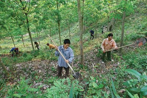Lao động cũng là vấn đề đáng quan tâm của các DN cao su hiện nay