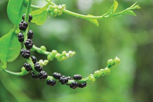 Chuyện bên… dậu mùng tơi!