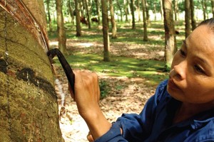 Đến ngày 15/10 mới CPH được 258 DN trong kế hoạch CPH 432 DN giai đoạn 2014 - 2015