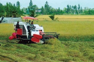 Do đất đai quá nhỏ lẻ, người dân yêu ruộng không có động lực để đầu tư sản xuất và áp dụng công nghệ một cách bài bản. Ảnh: T.C