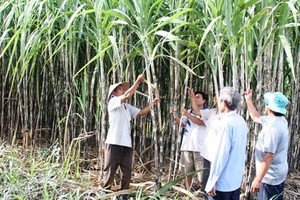 Ngọt như cổ phiếu đường