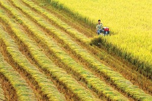 Thu hoạch lúa tại Đồng bằng sông Cửu Long. Ảnh: Lê Hoàng Vũ