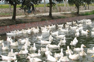 Thịt gia cầm và gia súc giá rẻ từ nước ngoài sẽ nhập khẩu vào Việt Nam ngày càng nhiều