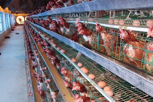 Doanh nghiệp ngành nông nghiệp lãi cao