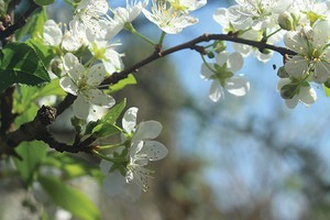 Tình ca Tây Bắc…