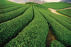 Một trong những vùng nguyên liệu chè rộng lớn của Vinatea