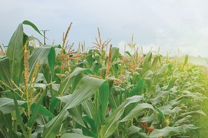 Hội nhập bắt đầu từ… nông dân