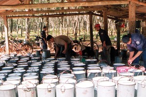 Giá mủ cao su giảm 16% so với năm 2015