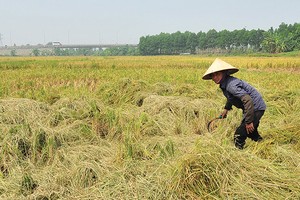 Mối nguy bẫy thu nhập trung bình đang hiện hữu