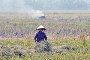Các hộ nông dân tham gia vào chuỗi liên kết không còn phải vất vả đi tìm đầu ra cho sản phẩm