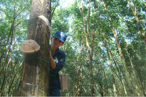 Cơ chế đặc thù cổ phần hóa Tập đoàn Công nghiệp cao su 