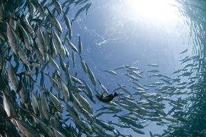 Bảo Việt lan tỏa giá trị sống tốt đẹp hơn cho  người Việt