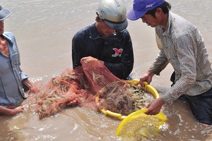 “Vua tôm” kêu cứu cho ngành tôm