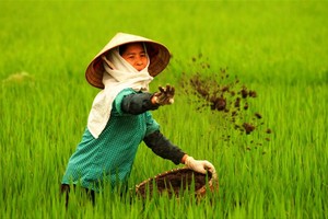 Đối với một quốc gia nông nghiệp như Việt Nam, tình trạng phân bón giả, kém chất lượng chính là đại họa. Ảnh minh hoạ. Nguồn: Internet