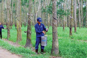 DPR ước đạt 56,8% kế hoạch lợi nhuận năm