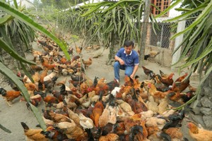 Anh Thuận là người hiếm hoi ở Quảng Ngãi chọn nuôi giống gà Lạc Thủy