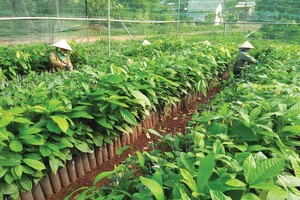 Một dự án trồng cây ca cao ứng dụng công nghệ cao. Ảnh: T.T