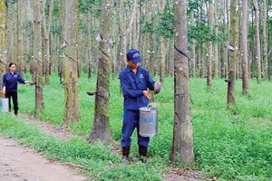 Tại Campuchia, VRG đã đưa vào khai thác ban đầu 367 héc-ta cao su và chuẩn bị khai thác đại trà trên các vùng dự án