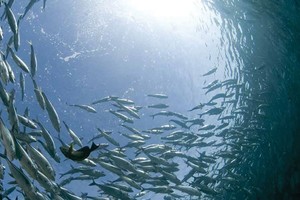 Một hình ảnh ấn tượng trong Báo cáo thường niên của BVH 2015