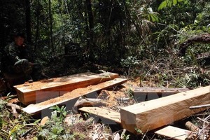 Các cây pơmu bị khai thác trái phép tại tiểu khu 351, xã La Dêê, huyện Nam Giang. Ảnh: Trần Lê Lâm/TTXVN