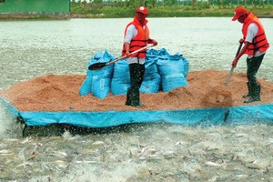 Đại gia làm nông nghiệp như “làm từ thiện” và nỗi buồn của ngành nông nghiệp