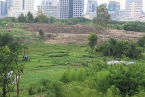 Đất nông nghiệp tại Nam Từ Liêm hiện chỉ còn rất ít. Ảnh minh họa.