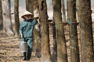 Dù tăng mạnh trong thời gian gần đây, nhưng giá cổ phiếu cao su vẫn còn nhiều rủi ro lớn phải đối mặt