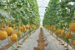 DAA thúc đẩy phát triển nông nghiệp công nghệ cao