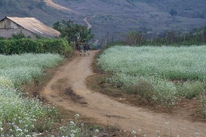 Mộc Châu, mùa xuân về!