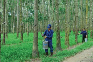 Tập đoàn Cao su ghi nhận lãi tốt trước cổ phần hóa