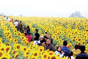 Cánh đồng hướng dương của TH ở Nghĩa Đàn (Nghệ An) đã trở thành một điểm đến hấp dẫn cho du khách