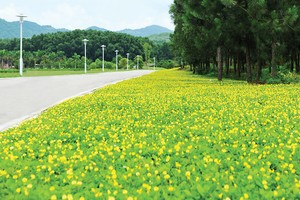 Phân khúc nhà ở có mức giá phù hợp sẽ giúp thị trường khởi sắc