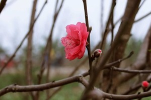 10 loại cây cảnh  mang tài lộc vào nhà ngày Tết