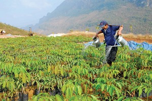 Tập đoàn Công nghiệp Cao su Việt Nam sẽ sớm cổ phần hóa công ty mẹ