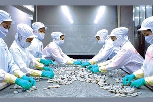 2017, Minh Phú đặt kế hoạch kim ngạch xuất khẩu 700 triệu USD