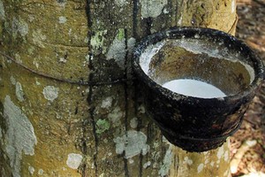Triển vọng giá cao su tăng, TRC đặt mục tiêu tăng trưởng