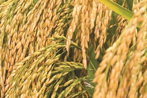 Lộc Trời sẽ lên sàn UPCoM vào tháng 5