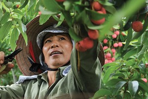 Bảo hiểm nông nghiệp, vẫn còn nhiều khó khăn để mở rộng