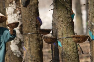 Maybank KimEng lạc quan với cổ phiếu ngành cao su